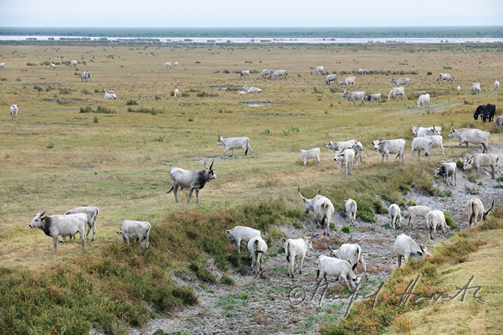 Hungarian Grey Cattle on the meadow in the plains