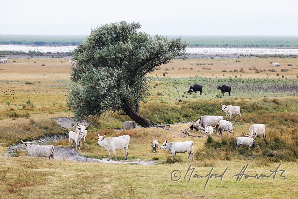 Hungarian Grey Cattle on the meadow in the plains