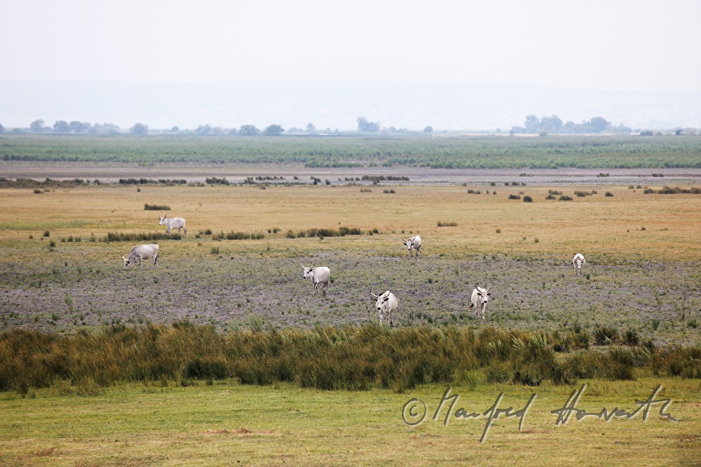 Hungarian Grey Cattle on the meadow in the plains