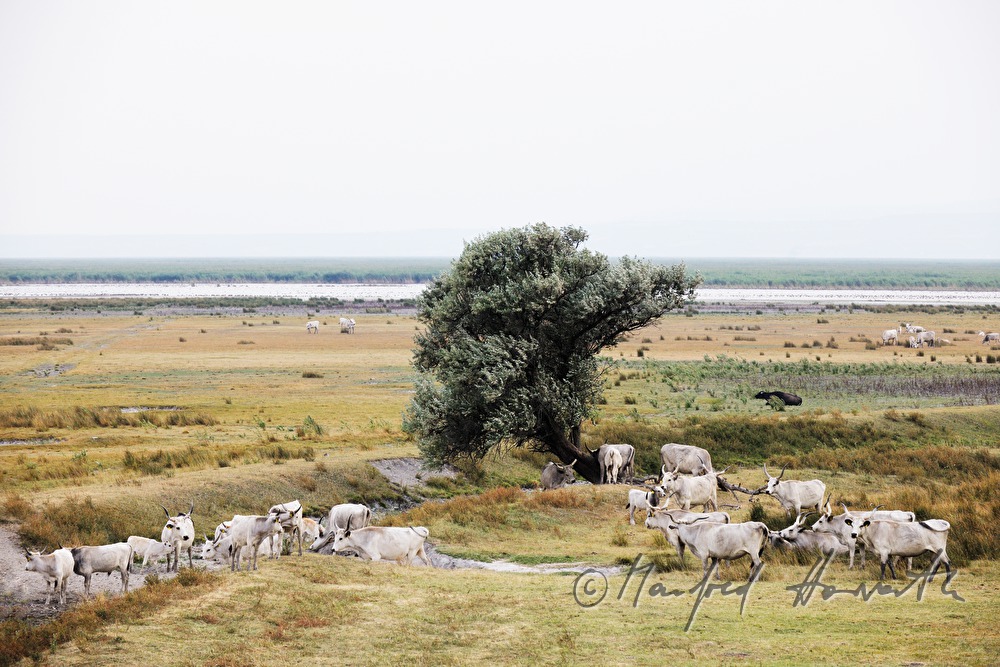 Hungarian Grey Cattle on the meadow in the plains