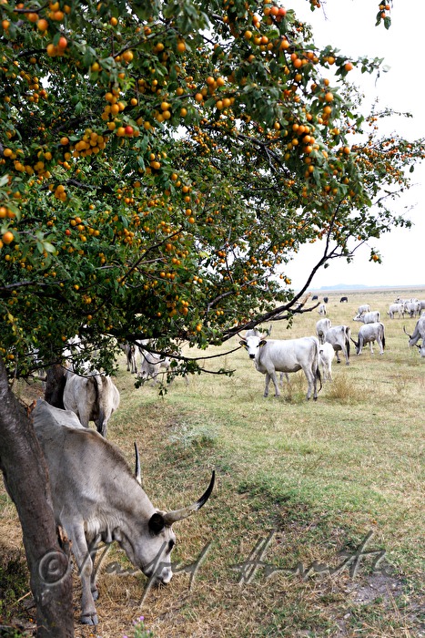Hungarian Grey Cattle on the meadow in the plains
