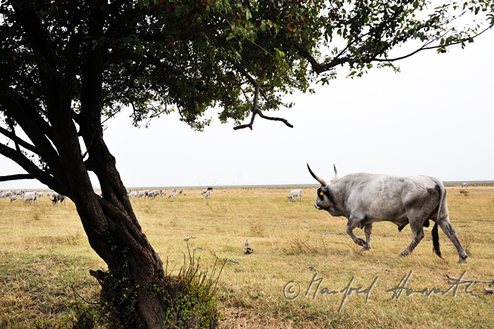 Hungarian Grey Cattle on the meadow in the plains