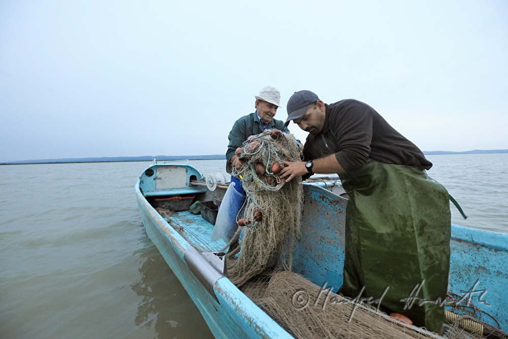fishermen fishing for pike perch