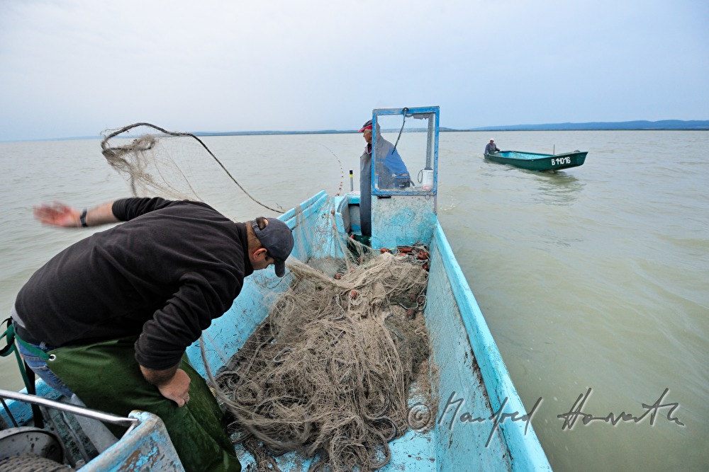 fishermen fishing for pike perch