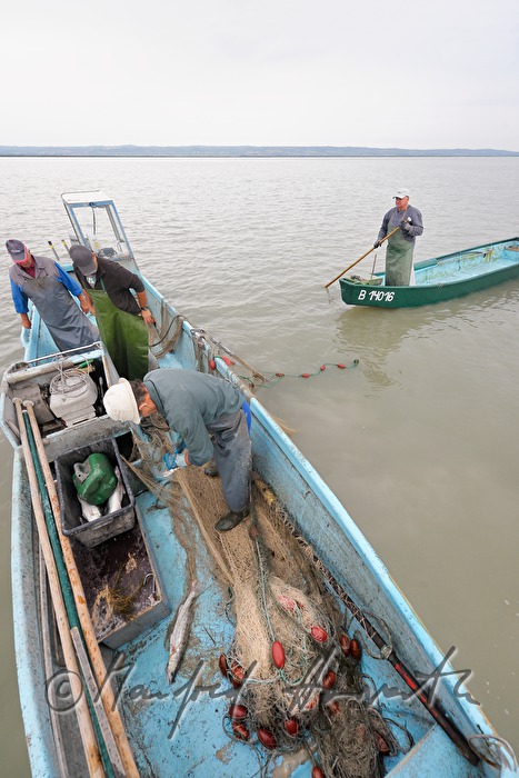 fishermen fishing for pike perch