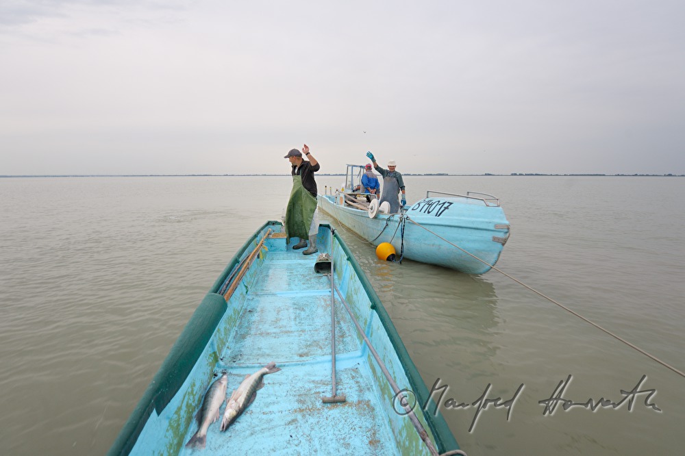 fishermen fishing for pike perch