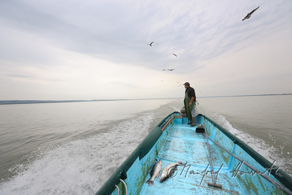 fisherman with two pike perches in his boat
