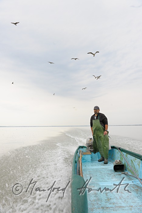 fisherman with two pike perches in his boat