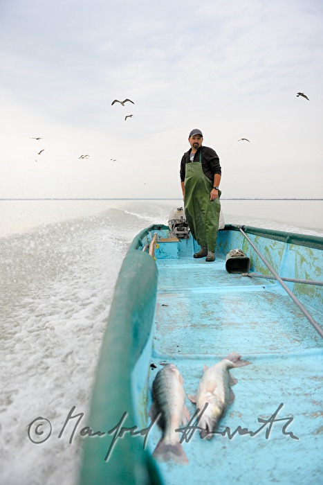 fisherman with two pike perches in his boat