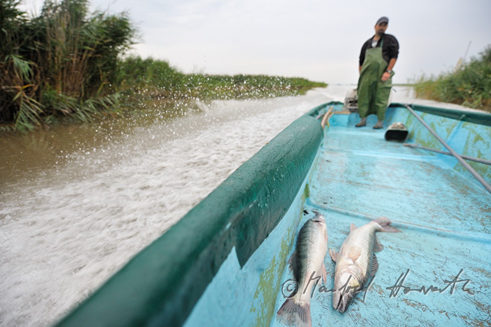 fisherman with two pike perches in his boat