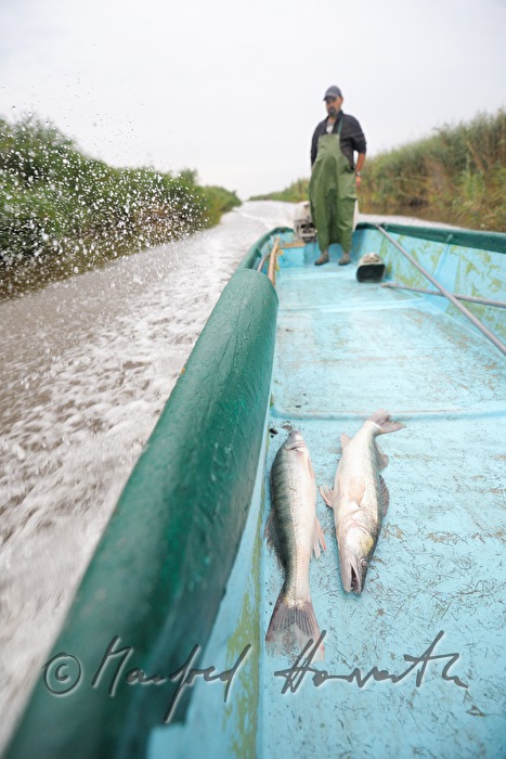fisherman with two pike perches in his boat
