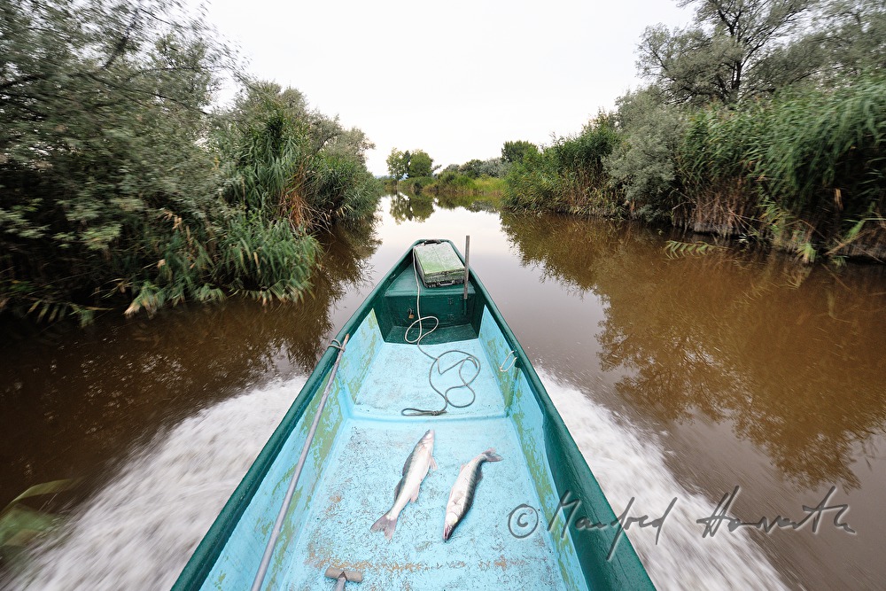 fisherman with two pike perches in his boat