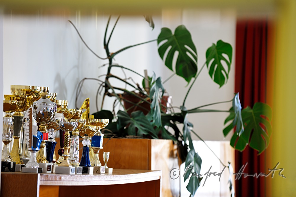 trophys and indoor plant in a class room