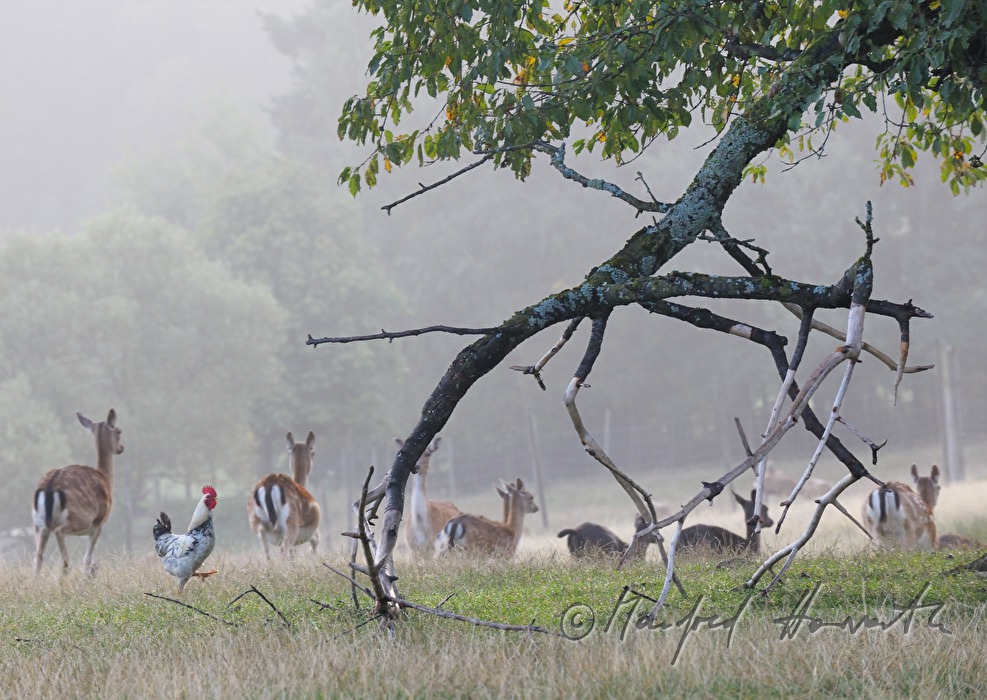chicken and fallow deer in the garden of a farm
