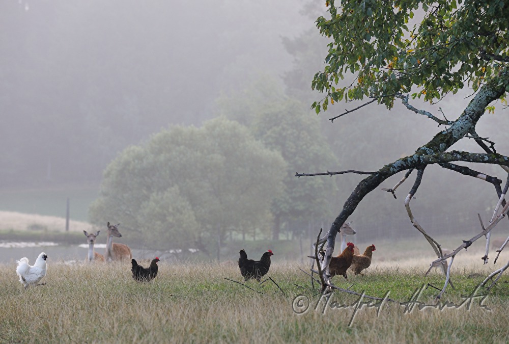 chicken and fallow deer in the garden of a farm