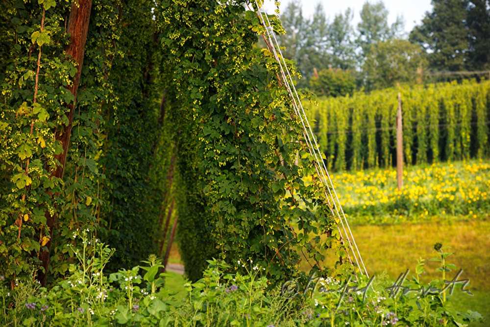 hops field with wire-rimmed frames for creeping