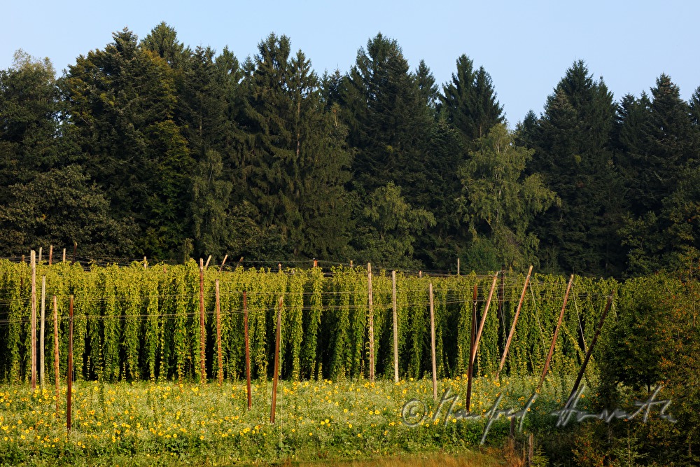 hops field with wire-rimmed frames for creeping