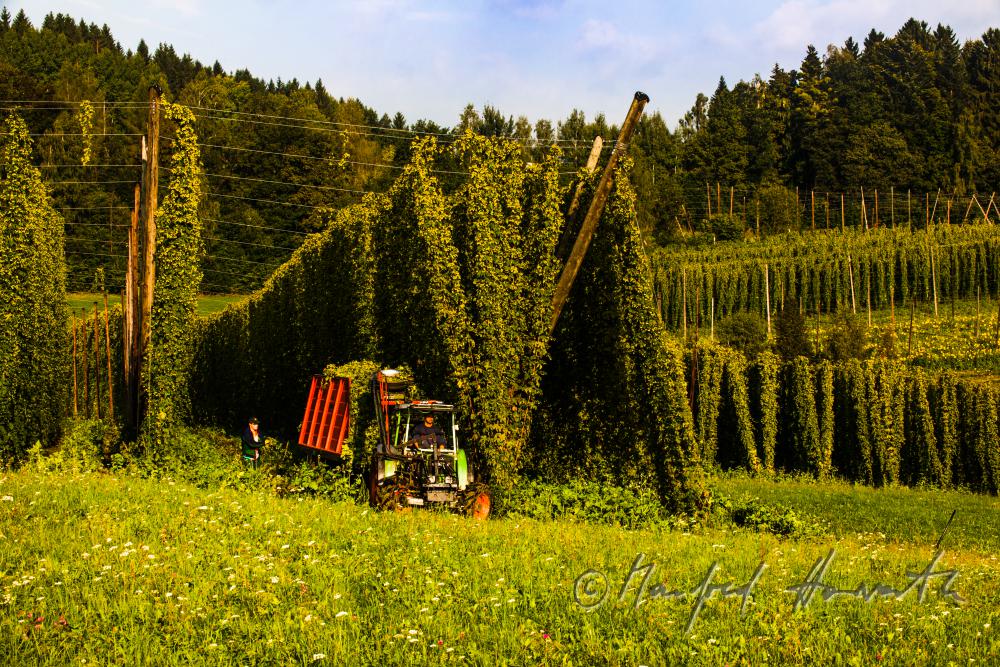 hops field with wire-rimmed frames for creeping