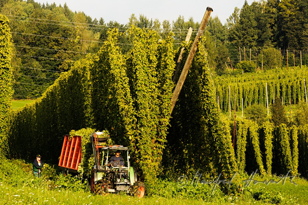 hops field with wire-rimmed frames for creeping