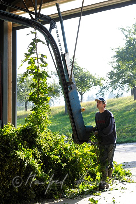 machine for the production of hop umbels