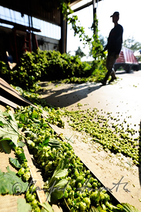 machine for the production of hop umbels