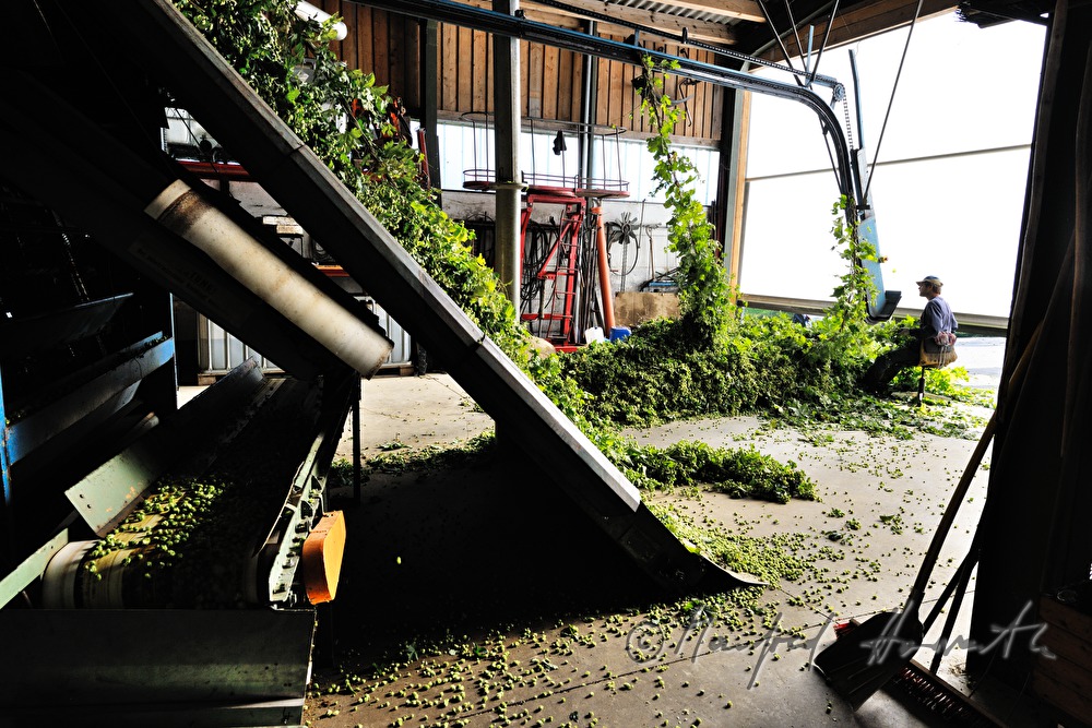 machine for the production of hop umbels