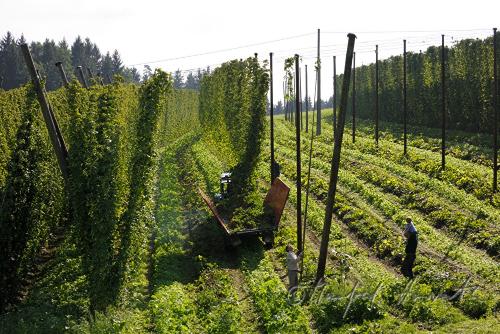 hops field with wire-rimmed frames for creeping