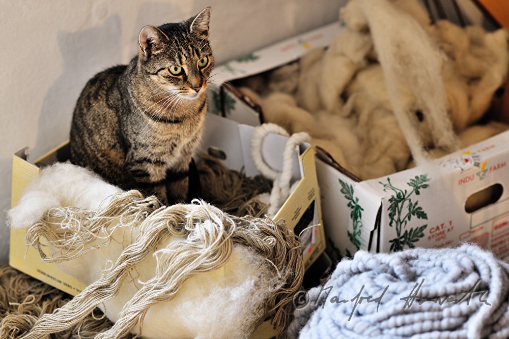 cat with wool and felt in the workshop of the textile artist