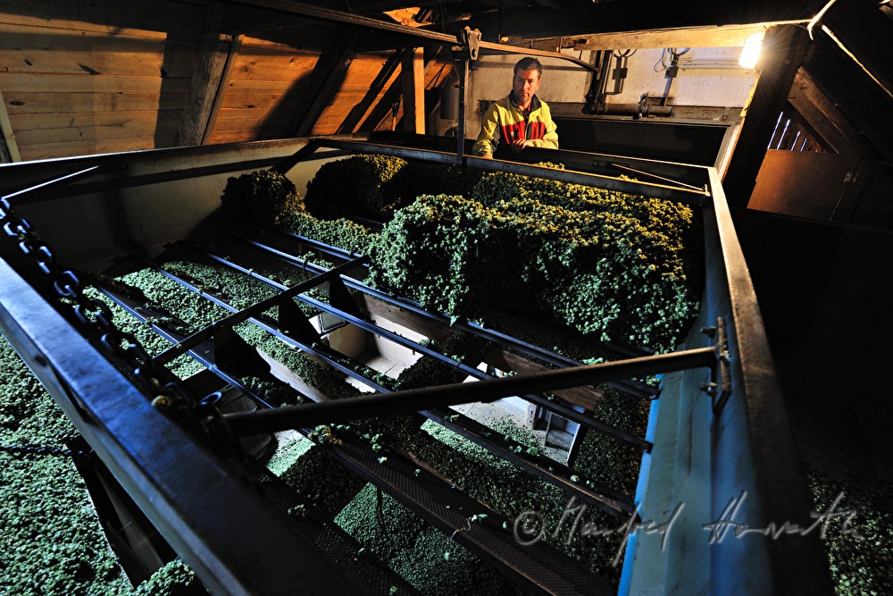 drying of the hops in the oast house
