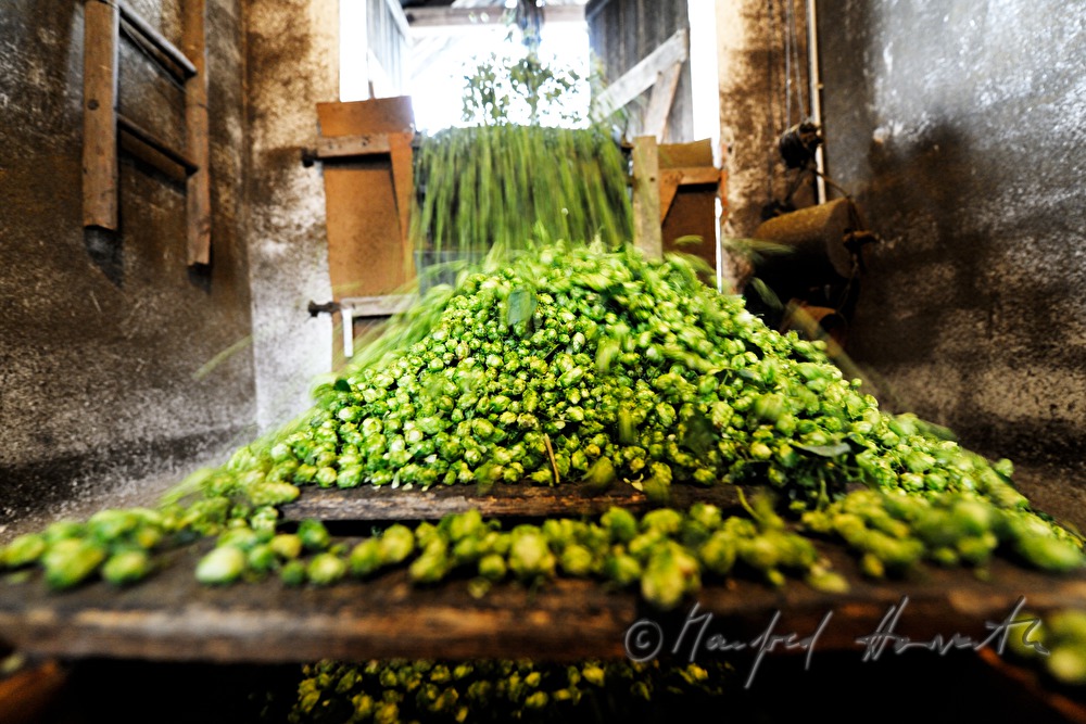 drying of the hops in the oast house