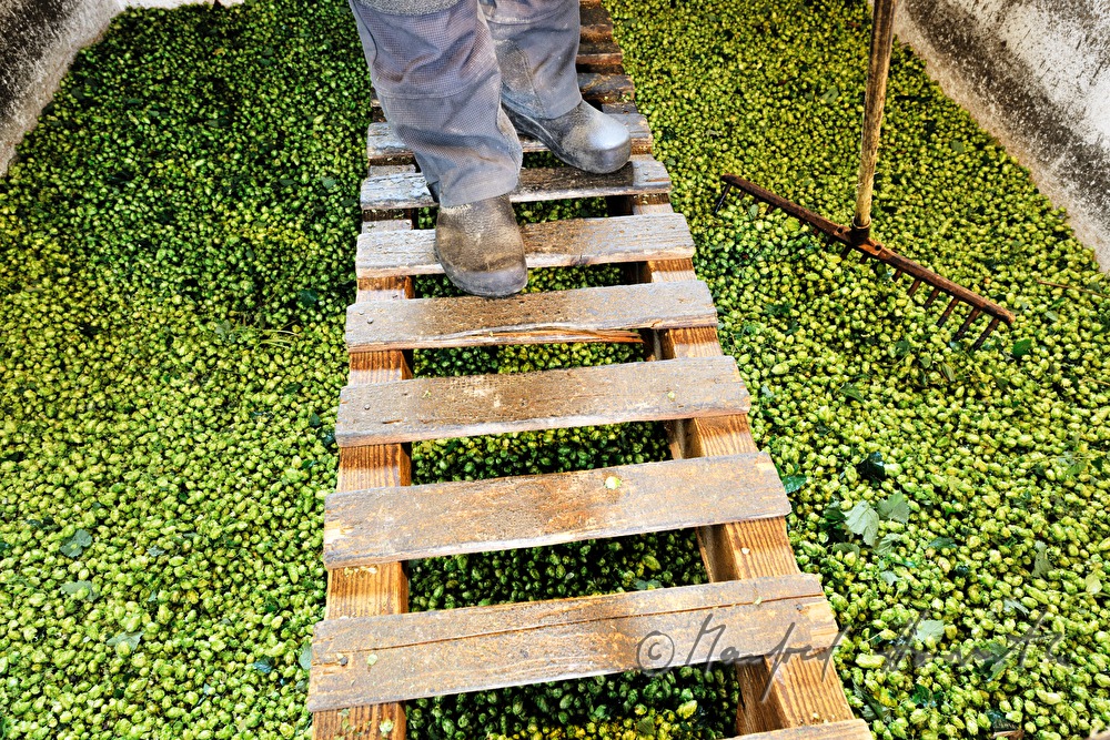 drying of the hops in the oast house
