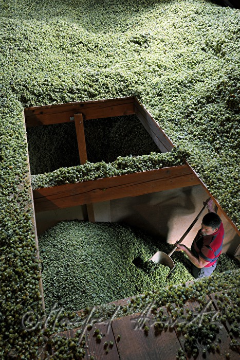storehouse of the hops in the attic of the oast house