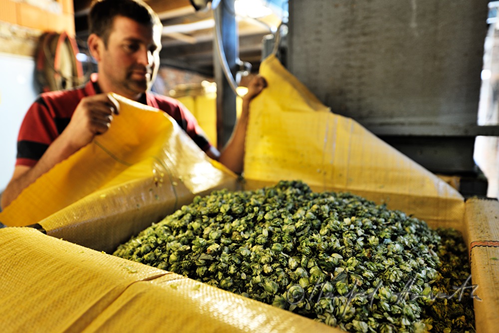 packing of the hops into plastic bags