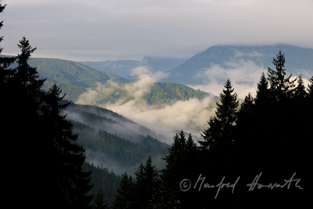 view from the conifer forest to Marizellerland