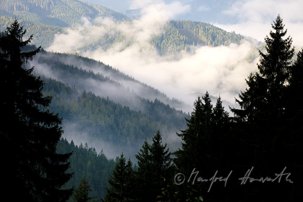 view from the conifer forest to Marizellerland