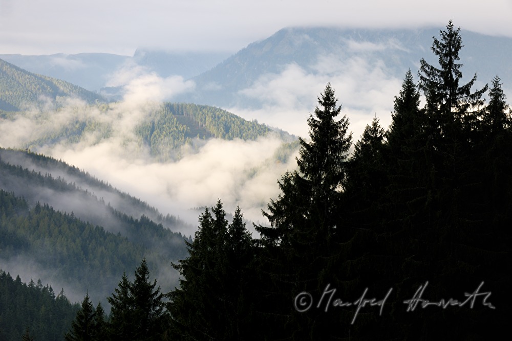 view from the conifer forest to Marizellerland