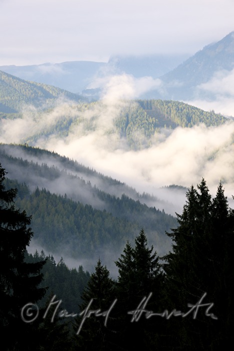 view from the conifer forest to Marizellerland