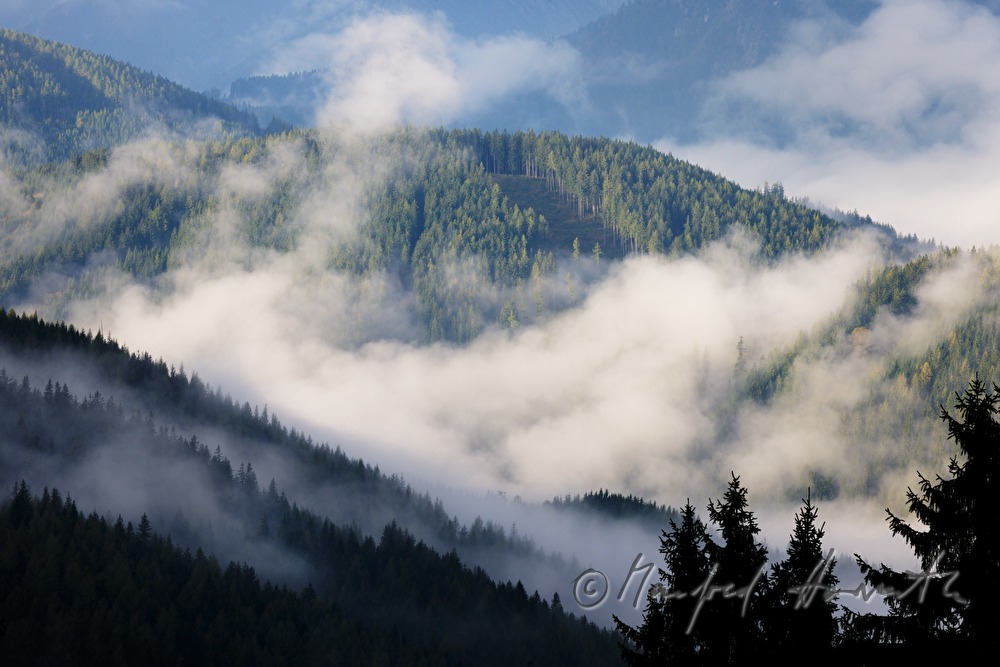 view from the conifer forest to Marizellerland