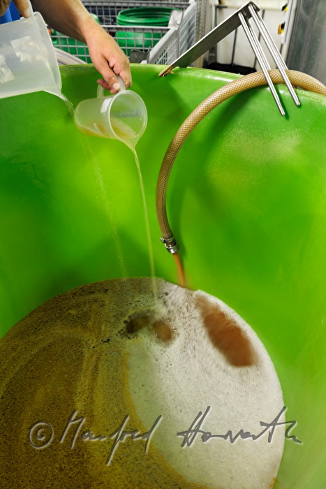 foam on the barrel with freshly squeezes pear juce