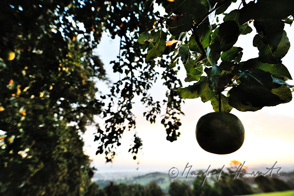 ripe fruits on a pear tree