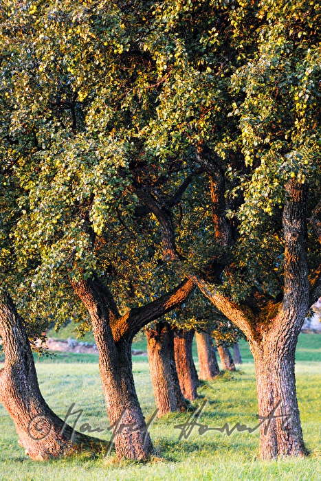 ripe fruits on a pear tree