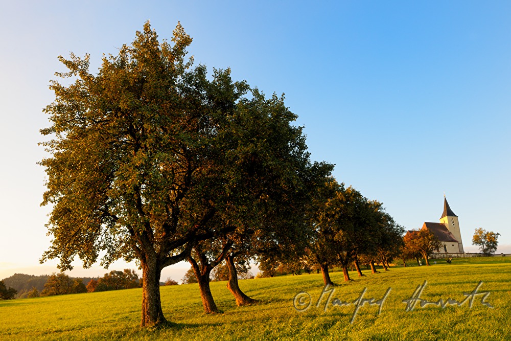 church and alley with pear trees
