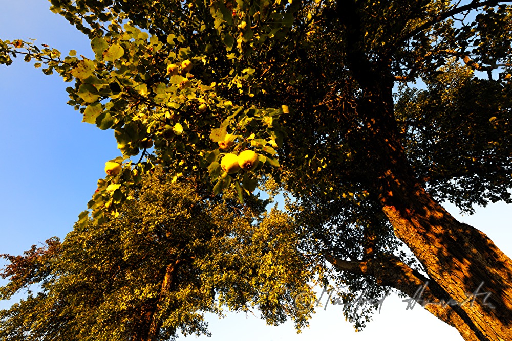ripe fruits on a pear tree