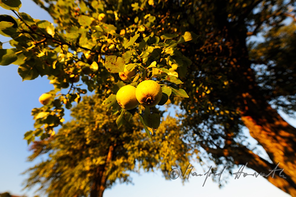 ripe fruits on a pear tree