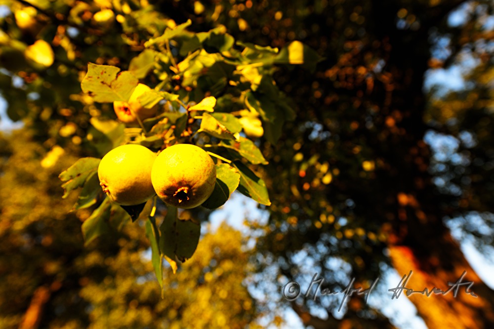 ripe fruits on a pear tree