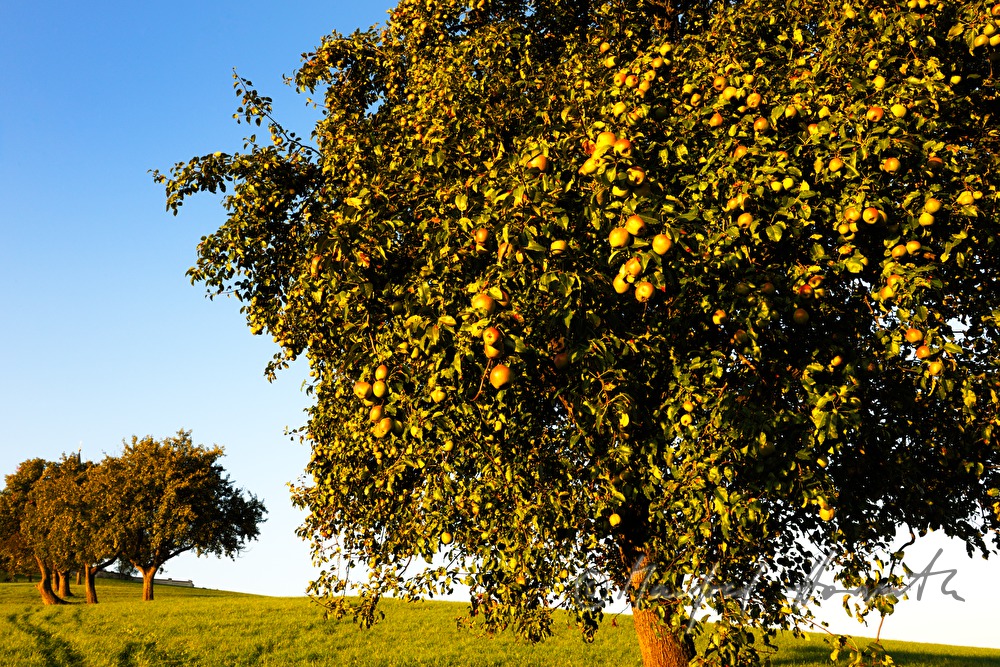 ripe fruits on a pear tree