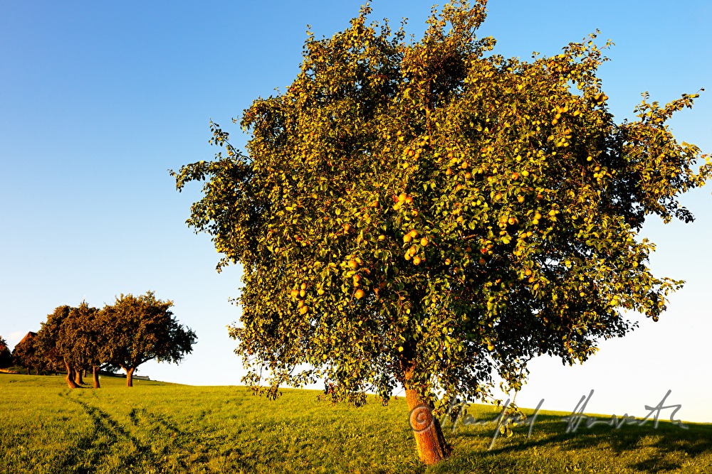 ripe fruits on a pear tree