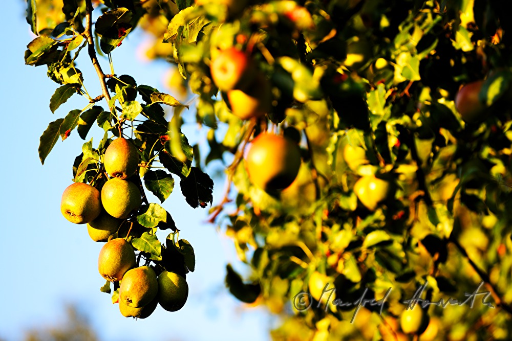 ripe fruits on a pear tree