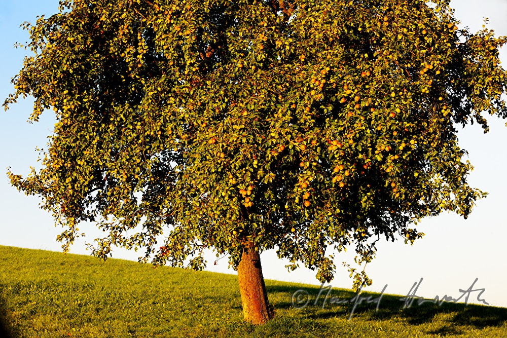 ripe fruits on a pear tree