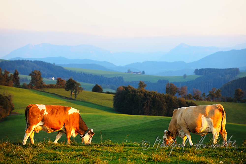 cows on the meadow